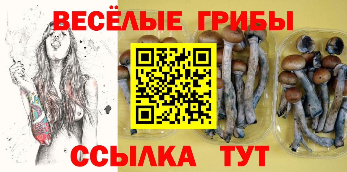 Галлюциногенные грибы Psilocybe  Вход с VPN  Балтийск 